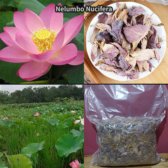 NelumboNC1